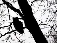 28688CrLe - An owl! In our tree!! Right outside the window!!!   Each New Day A Miracle  [  Understanding the Bible   |   Poetry   |   Story  ]- by Pete Rhebergen